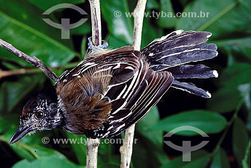  (Sakesphorus canadensis) - Amazon Region - Brazil 