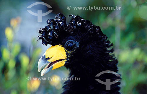  (Crax alector) - Black Curassow - Amazon Region - Brazil 