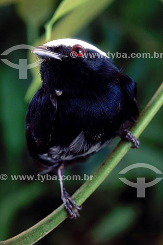  (Pipra pipra) - White-Crowned Manakin -  Amazon Region - Brazil 