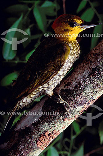  (Piculus flavigula) - Yellow-Throated Woodpecker - Amazon Region - Brazil 