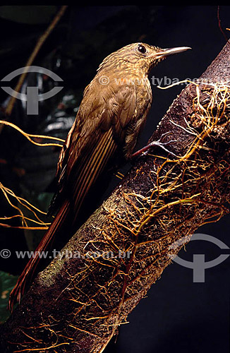  (Deconychura stictolaema) - Spot-Throated - Amazon Region - Brazil 