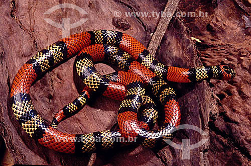  (Micrurus fulvius) Eastern Coral Snake -  Amazon Region - Brazil 