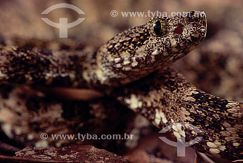  (Bothrops leucurus) Jararacussu snake - Amazon Region - Brazil 
