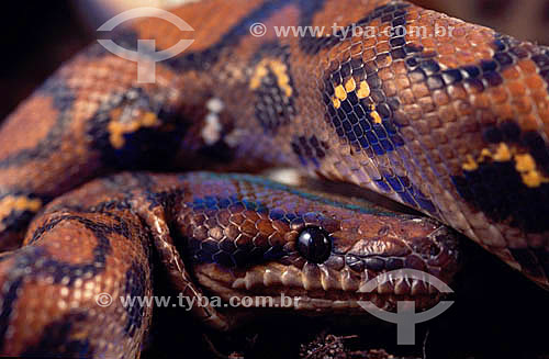  (Epicrates cenchria cenchria) Rainbow Boa Snake - Brazil 