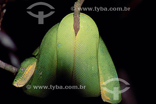  (Corallus caninus) Emerald Treeboa - Amazon Region - Brazil 
