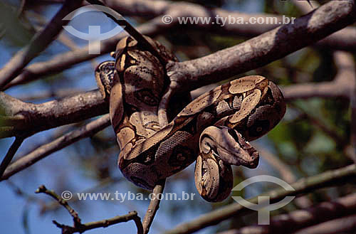  (Boa constrictor) Boa Snake - Amazon Region - Brazil 
