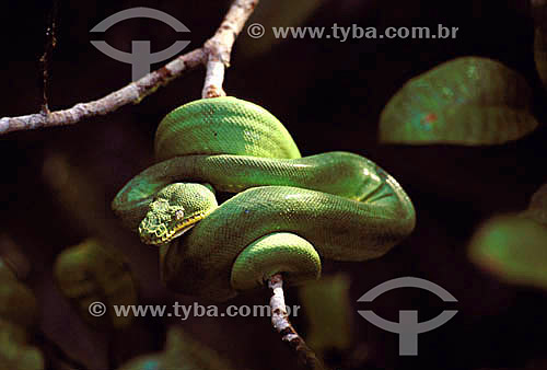  (Corallus caninus) Emerald Tree Boa -  Amazon Region - Brazil 