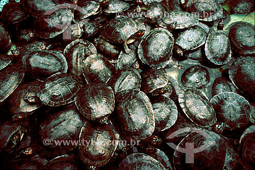  Turtles - Amazon Region - Brazil 