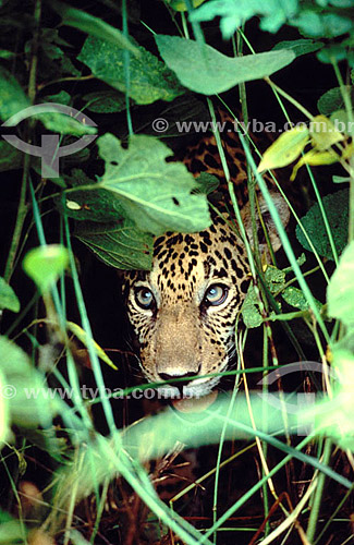  (Panthera onca) - jaguar - Amazon Region - Brazil  