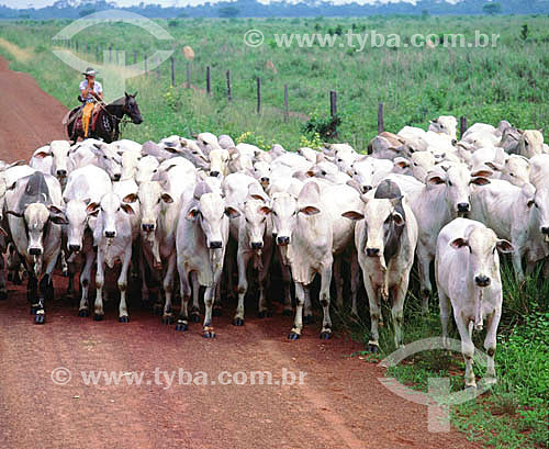  Cattle - Amazon Region - Brazil 