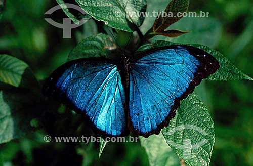  (Morpho menelaus) Blue Morpho Butterfly - Amazon Region - Brazil 