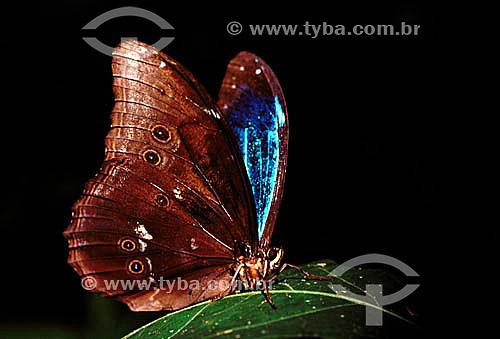  (Morpho menelaus) Blue Morpho Butterfly - Amazon Region - Brazil 