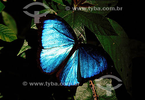  (Morpho menelaus) Blue Morpho Butterfly - Amazon Region - Brazil 