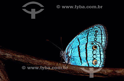  Butterfly - Amazon Region - Brazil 