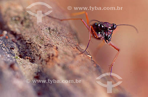  (Cicindelidae) Beetle - Amazon region - Brazil 