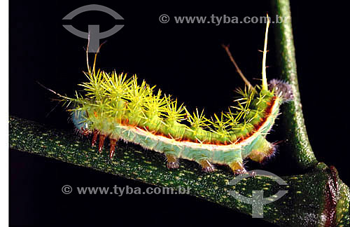  (Automeris sp) - caterpillar - Amazon Region - Brazil 