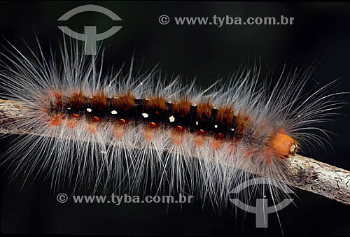  (Arctiidae caterpillar) - caterpillar - Amazon Region - Brazil 