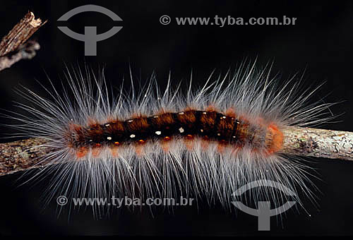  (Arctiidae caterpillar) - caterpillar - Amazon Region - Brazil 