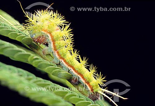  (Automeris) - caterpillar - Amazon Region - Brazil 