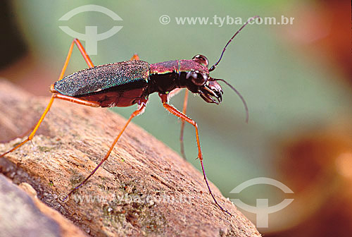  (Cicindelidae) Beetle - Amazon region - Brazil 