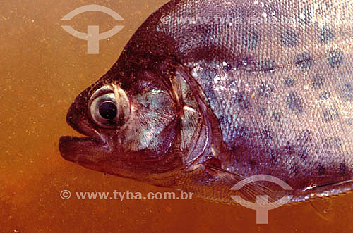  Piranha - fish - Amazon Region - Brazil 