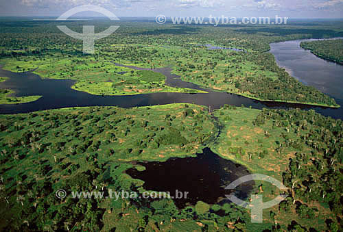  Aerial view of Chavascal vegetation - Amazon Region - Brazil 
