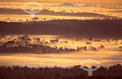  The dawn in the Amazon Forest - Amazon Region - Brazil 