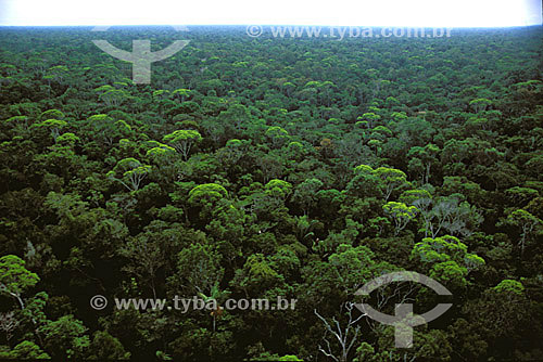  Aerial view of the Amazon Rainforest - Mato Grosso state - Brazil - october/2003 