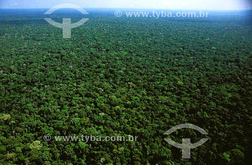  Aerial view of the Amazon Forest - Brazil 