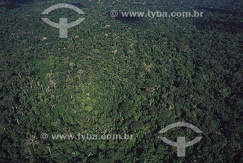 Aerial view of Amazon Rainforest - Brazil 