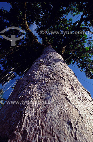  (Philodendron sp) - Amazon Region - Brazil 