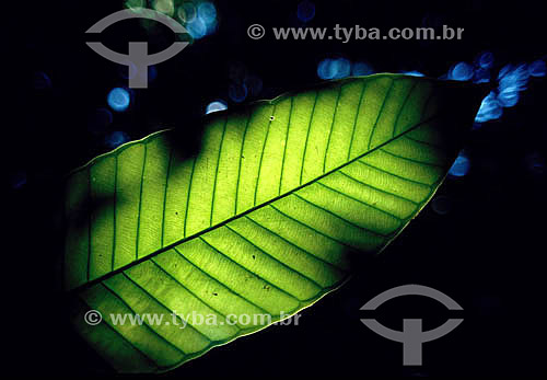  Detail of a leaf - Amazon Region - Brazil 