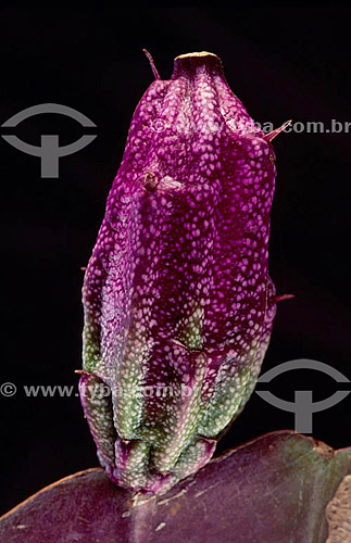  (Epiphyllum) Nocturnal Cactus fruit - Close-up - Amazon Region - Brazil 