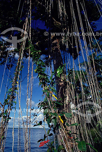  Roots of Cipo Imbe - Amazon Region - Brazil 