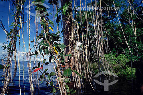 Roots of Imbe Cipo - Amazon Region - Brazil 