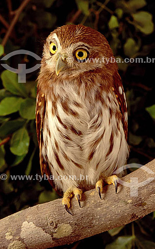  (Glaucidium brasilianum) Ferruginous pygmy-owl - Caatinga Ecosystem - Brazil 