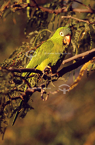  (Aratinga acuticaudata) Blue-Crowned Conure, Sharp-tailed Conure - Ecosystem of Caatinga - Brazil 