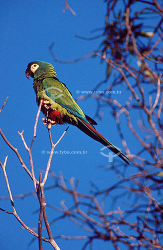  (Ara maracana) Blue-Winged Macaw - Ecosystem of Caatinga - Brazil 