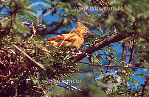  (Pseudoseisura cristata) Caatinga Cacholote - Ecosystem of Caatinga - Brazil 