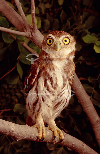  (Glaucidium brasilianum) Ferruginous pygmy-owl - Ecosystem of Cerrado - Brazil 