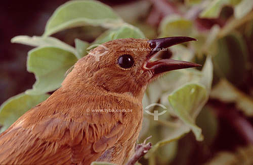  (Cyanocompsa brissonii) Ultramarine Grosbeak (female) - Ecosystem of Caatinga - Brazil 