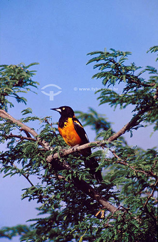  (Icterus icterus) Troupial - Caatinga Ecosystem - Brazil 