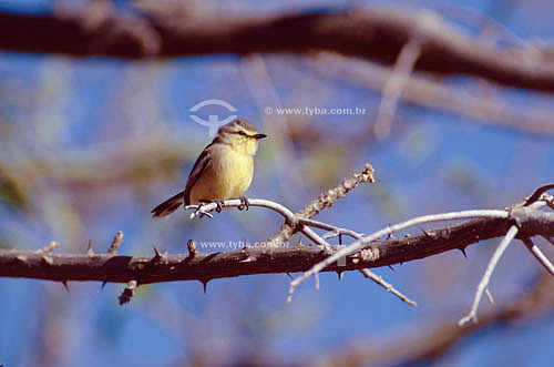  (Basileuterus flaveolus) Flavescent Warbler - Ecosystem of Caatinga - Brazil 