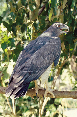  (Geranoaetus melanoleucus) Black-chested Buzzard-Eagle - Ecosystem of Caatinga - Brazil 