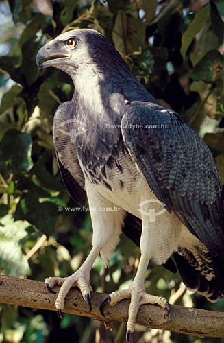  (Geranoaetus melanoleucus) Black-chested Buzzard-Eagle - Ecosystem of Caatinga - Brazil 