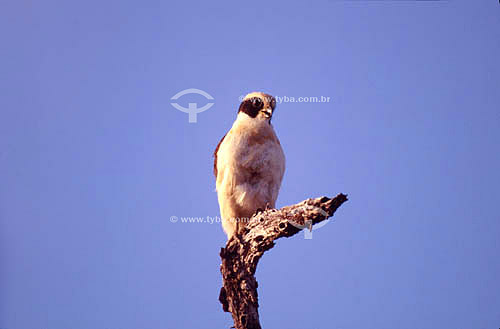  (Herpetotheres cachinnans) Laughing Falcon - Ecosystem of Caatinga - Brazil 