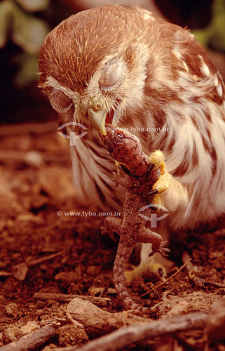  (Glaucidium brasilianum) Ferruginous pygmy-owl eating a gecko - Ecosystem of Cerrado - Brazil 