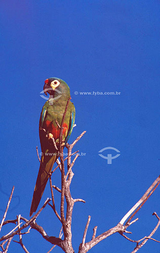  (Ara maracana) Blue-winged Macaw or Illiger`s Macaw - Ecosystem of Caatinga - Brazil   