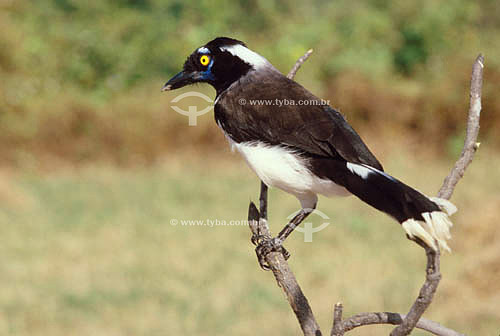  (Cyanocorax cyanopogon) White-naped Jay - Ecosystem of Caatinga - Brazil 