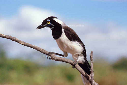  (Cyanocorax cyanopogon) White-naped Jay - Ecosystem of Caatinga - Brazil 